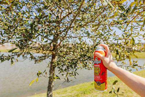 Bengal Foaming Wasp & Hornet Killer 16 oz.